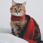how to comfort a dying cat