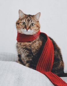 how to comfort a dying cat