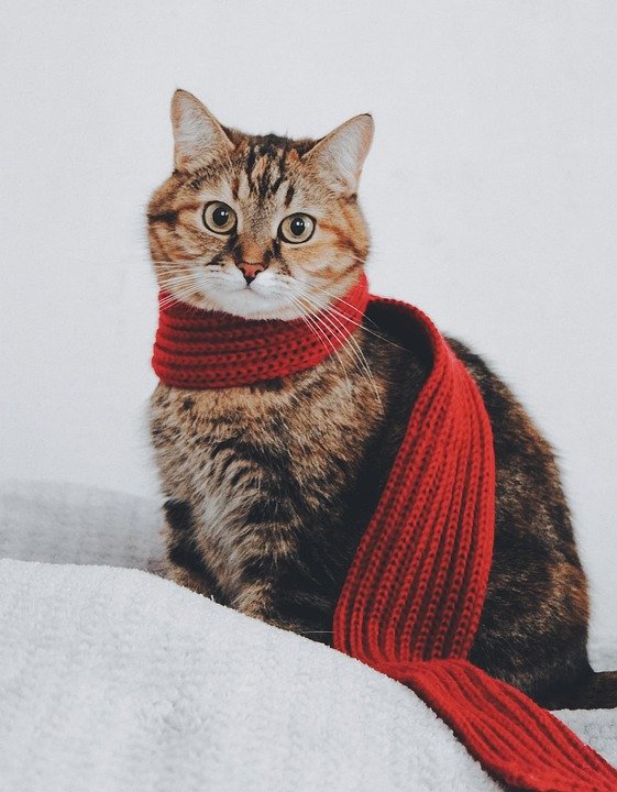 how to comfort a dying cat