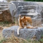 senior cat grooming guide