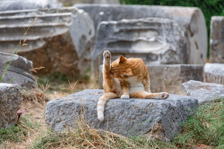 senior cat grooming guide