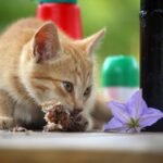 feeding schedule for kittens