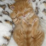 kitten sleep schedule