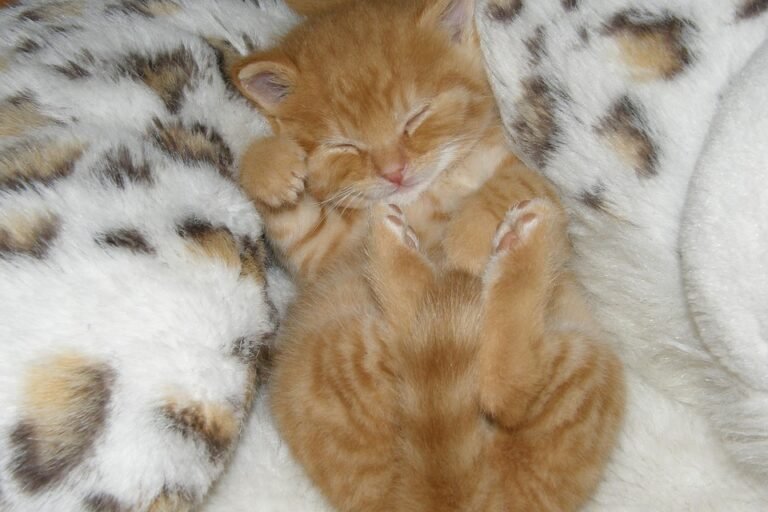 kitten sleep schedule