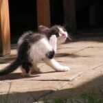 best kitten scratching posts