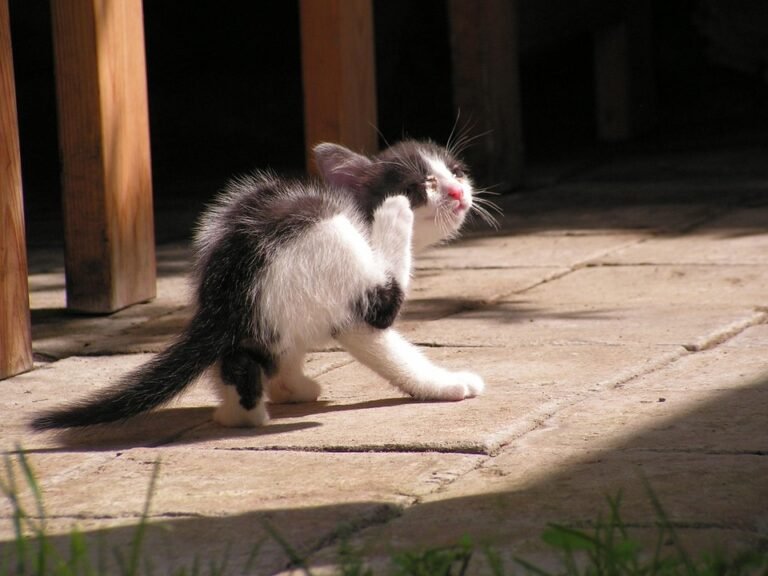 best kitten scratching posts