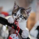 best kitten toys 2025