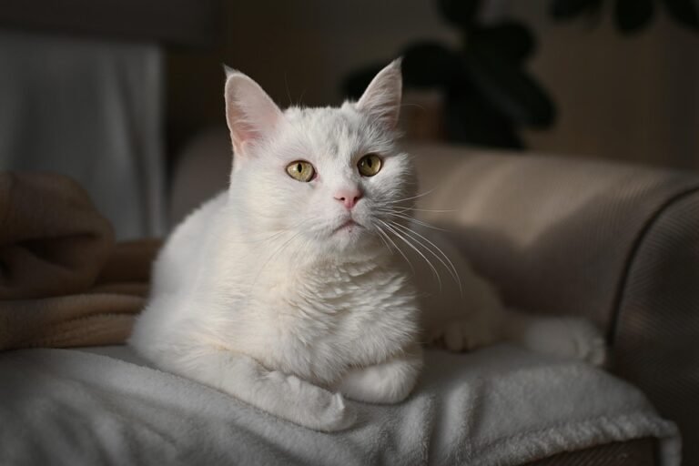 best food for indoor cats