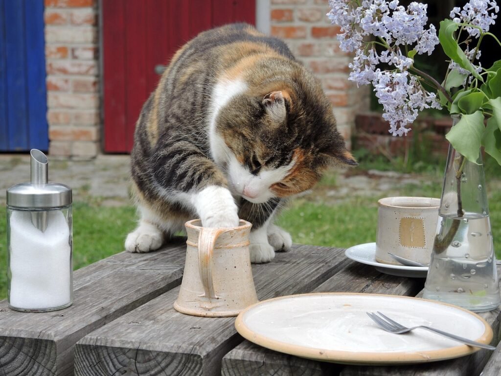 cat-2922832_1280