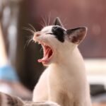 cat-339400_1280 (1)