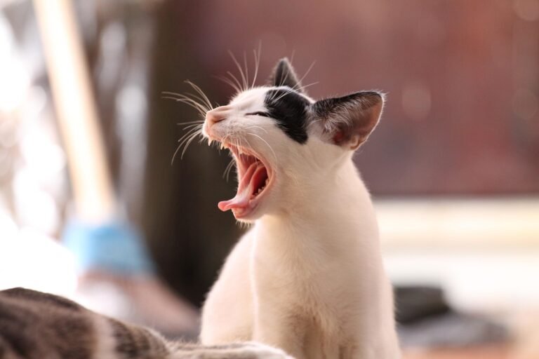 cat-339400_1280 (1)