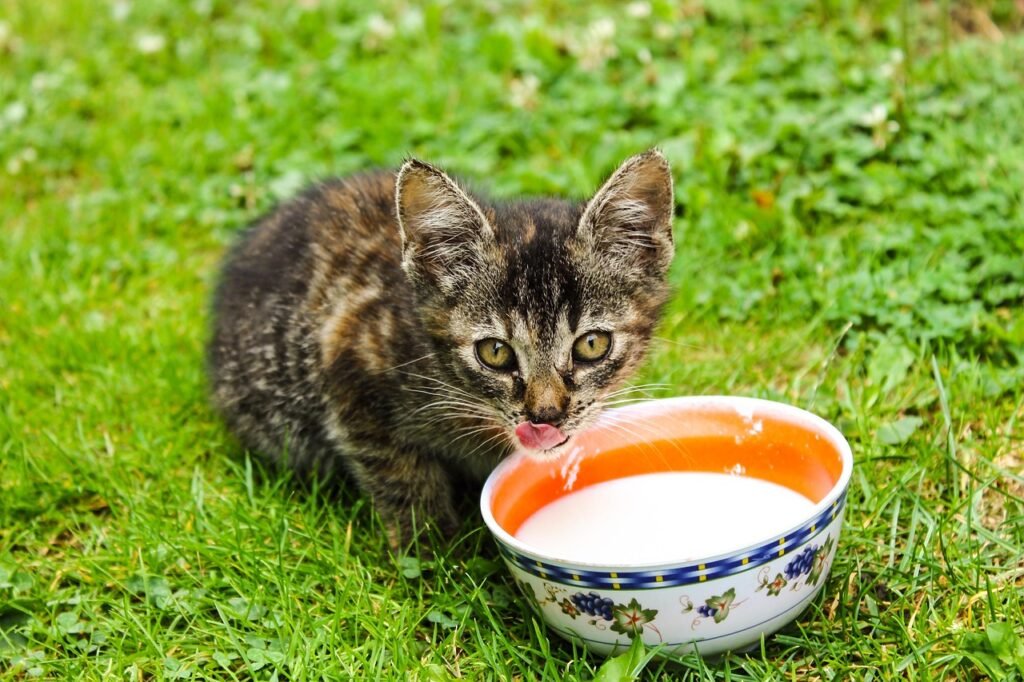 cat-408453_1280