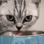cat-4376782_1280