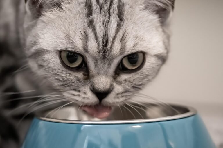 cat-4376782_1280