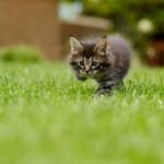 cat-4419763_1280