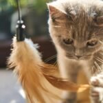 cat-4436154_1280 (1)