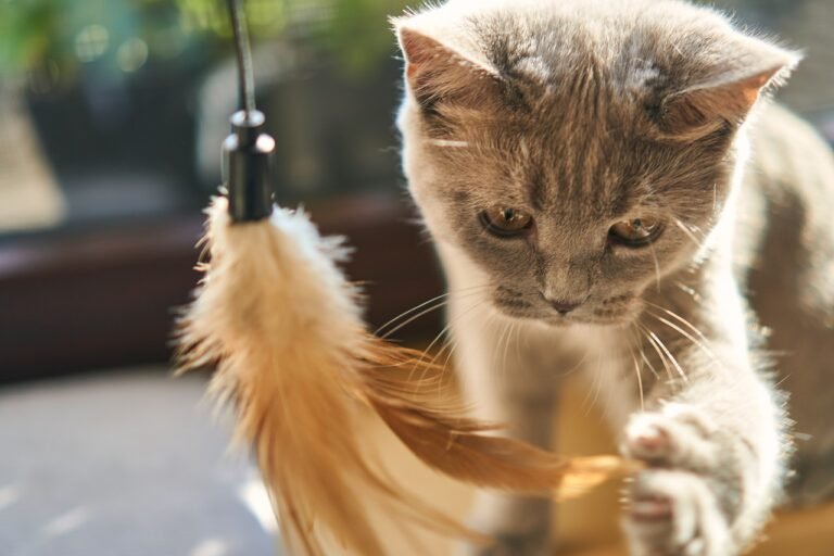 cat-4436154_1280 (1)