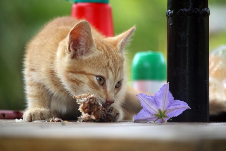 cat-4745002_1280