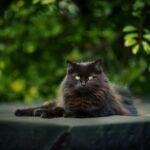 cat-6485361_1280
