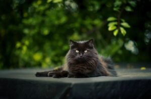 cat-6485361_1280