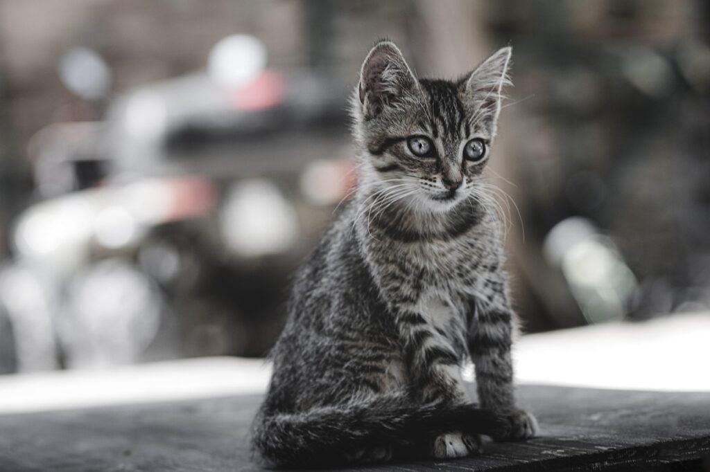 cat-6536684_1280