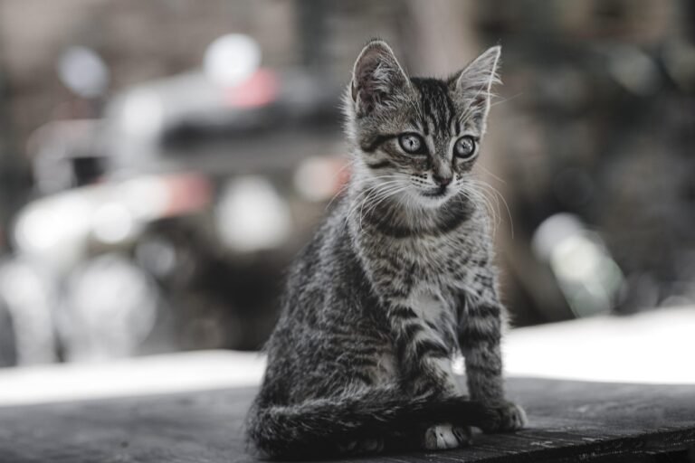 cat-6536684_1280