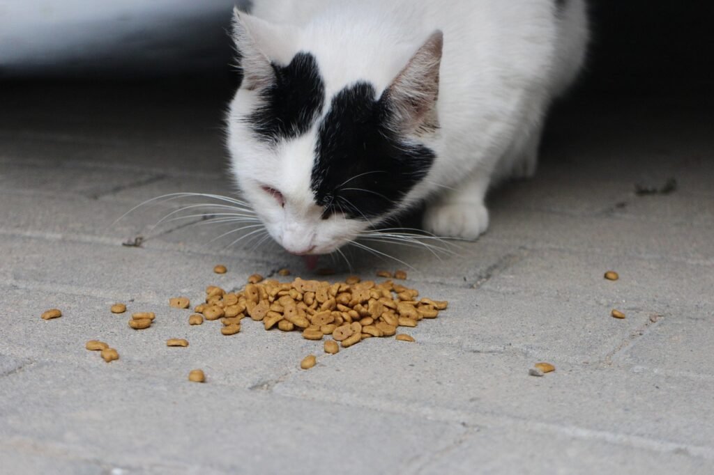 cat-6554893_1280
