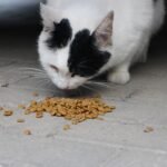 cat-6554893_1280