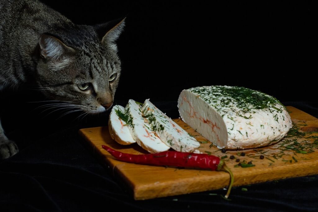 cat-6798905_1280