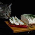 cat-6798905_1280