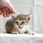 cat-7438092_1280
