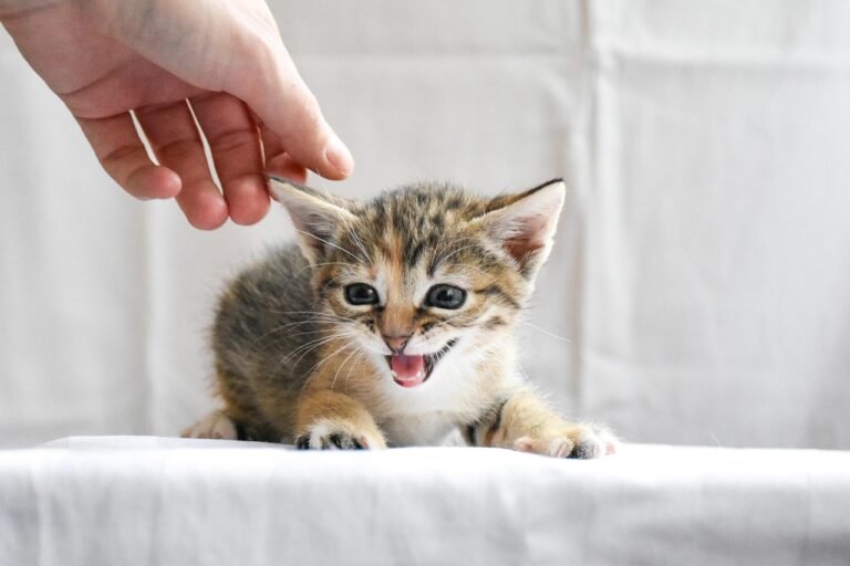 cat-7438092_1280