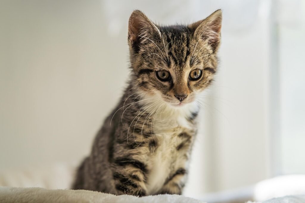 cat-8048688_1280