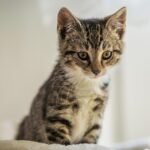 cat-8048688_1280