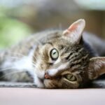 cat-8081701_1280