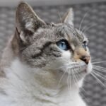 cat-8451431_1280