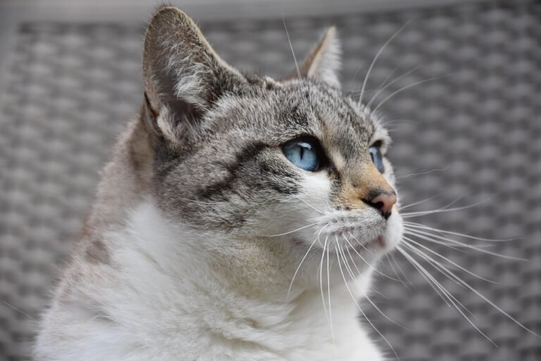 cat-8451431_1280