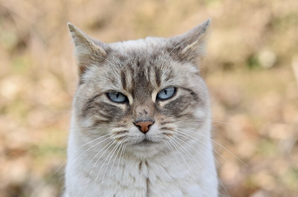 cat-8578562_1280 (1)