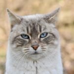 cat-8578562_1280 (1)