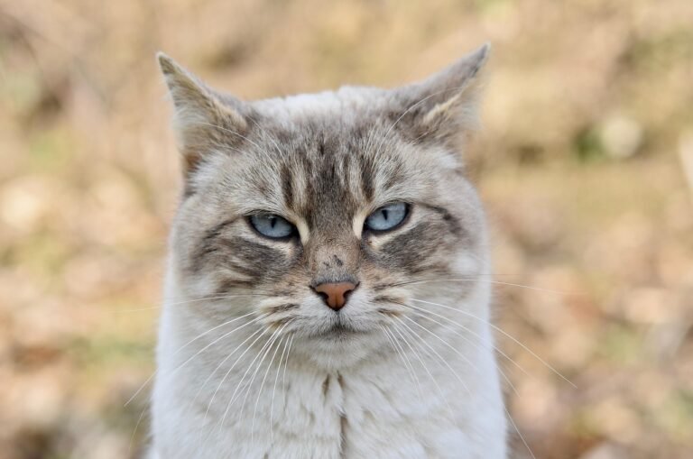 cat-8578562_1280 (1)