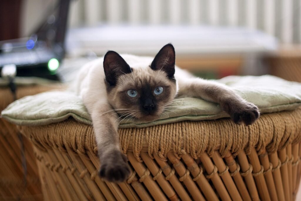 cat-882049_1280 (1)