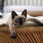 cat-882049_1280 (1)
