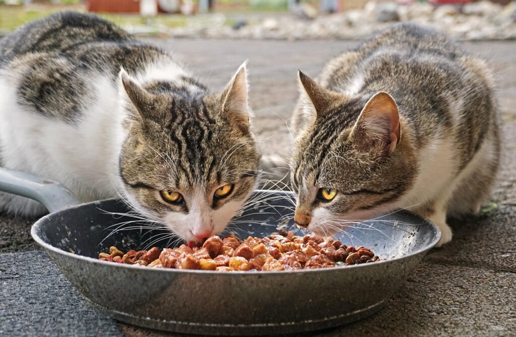 cats-4372525_1280 (2)