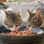 cats-4372525_1280 (2)