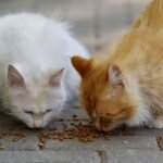 cats-7180135_1280