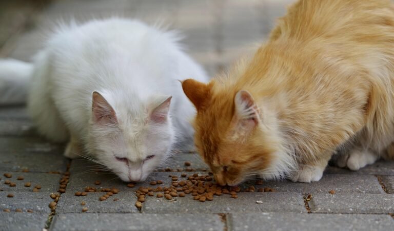 cats-7180135_1280