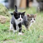 cats-8105667_1280 (1)