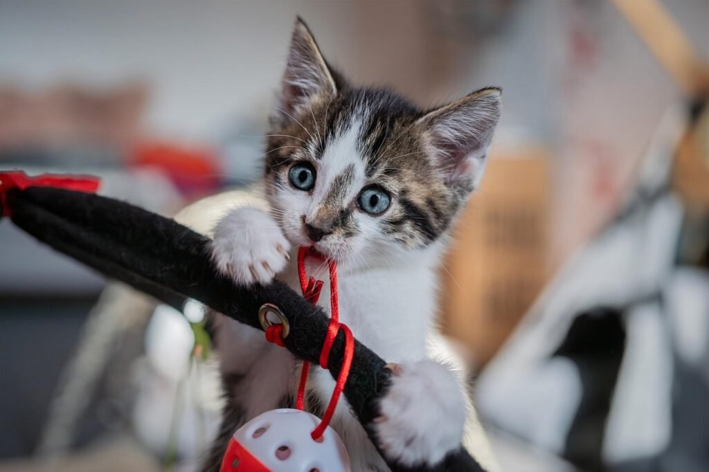european-shorthair-8330819_1280