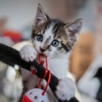 european-shorthair-8330819_1280