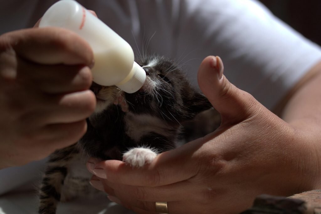 kitten-4199978_1280